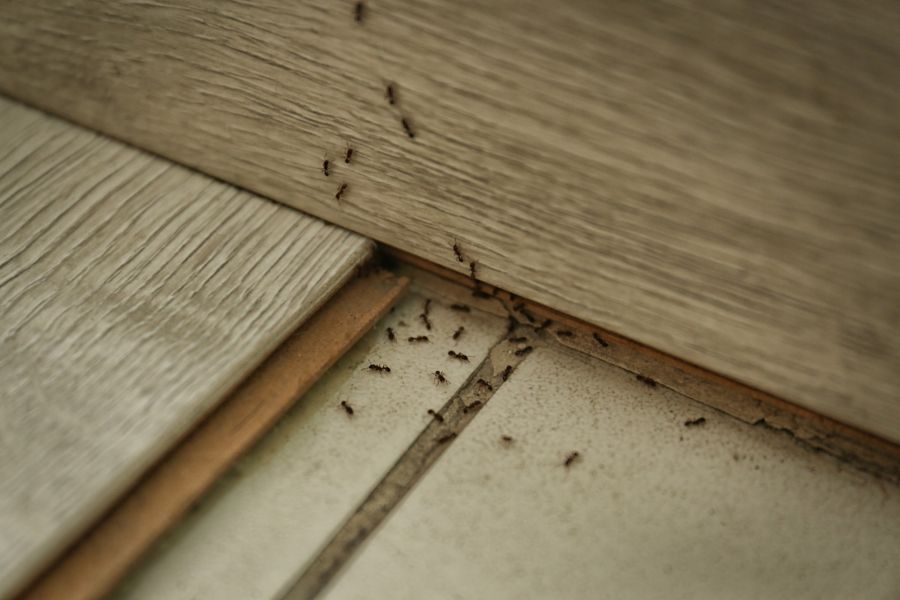Carpenter ant extermination by Swan's Pest Control LLC