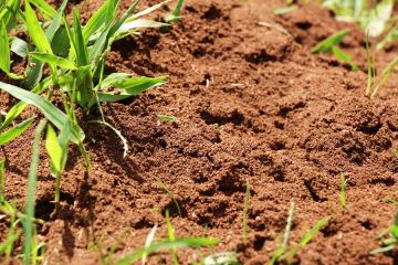 Fire Ant Extermination in Gotha by Swan's Pest Control LLC