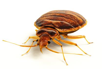 Bed bug extermination by Swan's Pest Control LLC