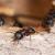Reunion Ant Extermination by Swan's Pest Control LLC