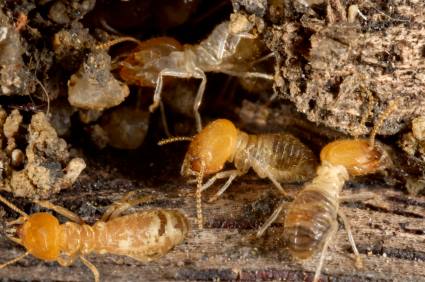Termite control by Swan's Pest Control LLC