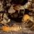 Wintergarden Termite Control by Swan's Pest Control LLC