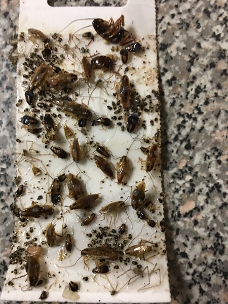 Cockroach Extermination in Orlando, FL (1)