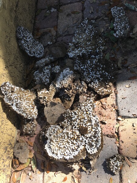 Yellow Jacket Nest Destroyed by Swan's Pest Control in St Cloud, FL (1)