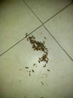 Cockroach Extermination in Oakland, Florida by Swan's Pest Control LLC