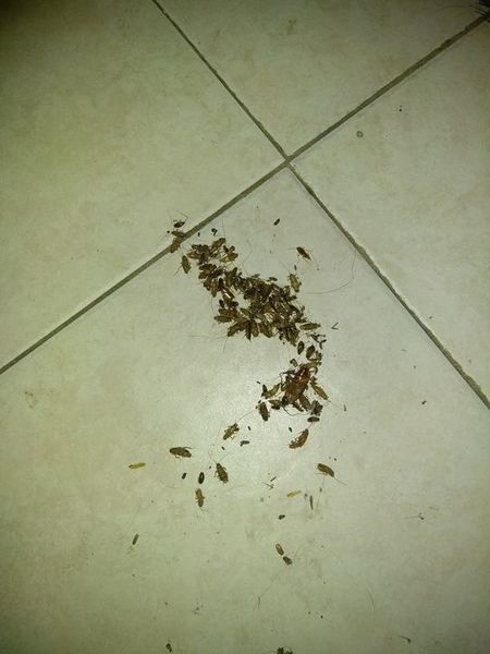 Cockroach Extermination in Altamonte Springs, FL (1)