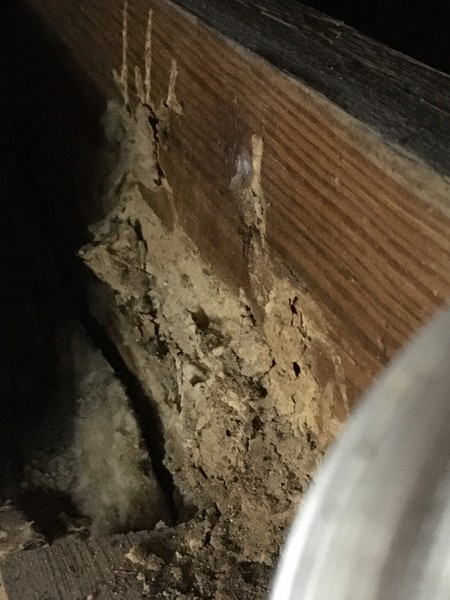 Termite Control in St Cloud, FL (3)