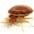 Eatonville Bedbug Extermination by Swan's Pest Control LLC