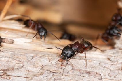 Carpenter ant extermination by Swan's Pest Control LLC