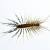 Christmas Centipedes & Millipedes by Swan's Pest Control LLC