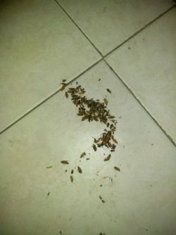 Cockroach Extermination in Intercession City, Florida by Swan's Pest Control LLC